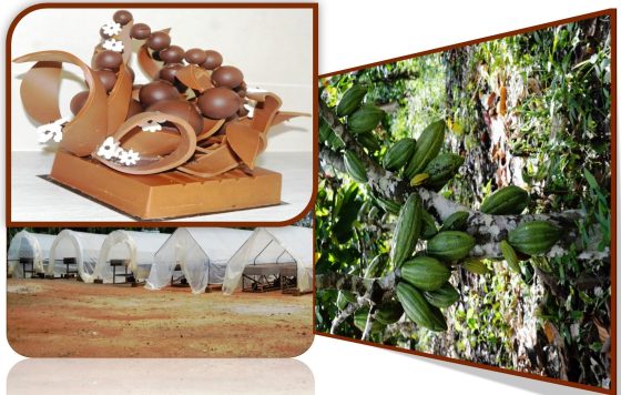 CACAO : BIENTÔT DES CENTRES DE TRAITEMENT POST-RÉCOLTE A EBOLOWA